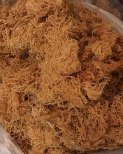 Load image into Gallery viewer, SEA MOSS BUSINESS STARTER KIT