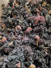 Load image into Gallery viewer, CHONDRUS CRISPUS* RAW